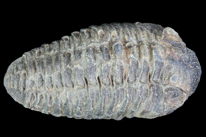 Small Acastoides Trilobite Fossil - Morocco #76424
